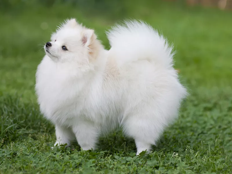 Pomeranian