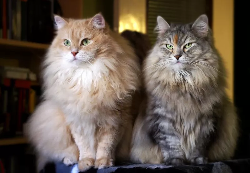 Siberian