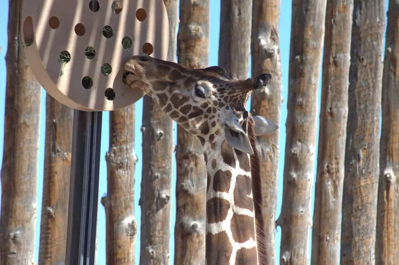 A giraffe eating at ABQ BioPark