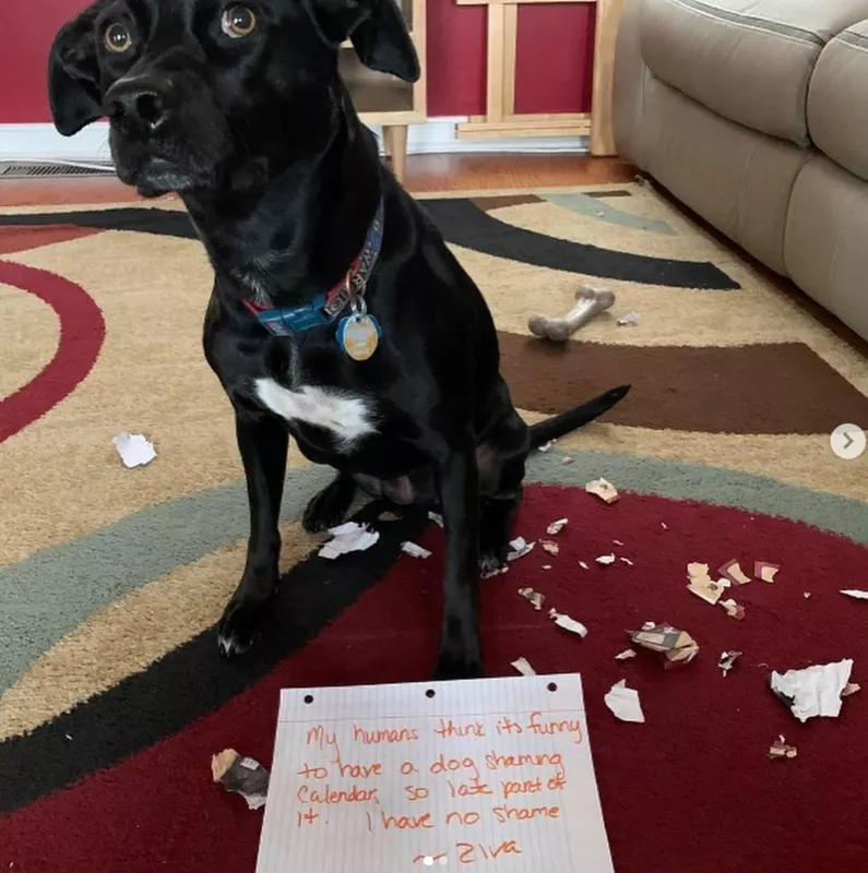 Dog has no shame