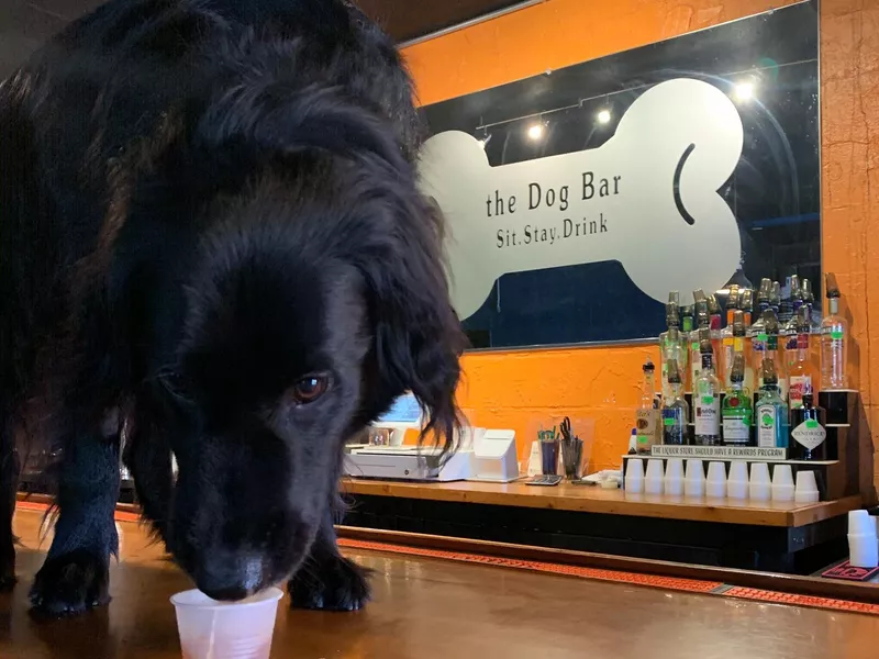 The Dog Bar