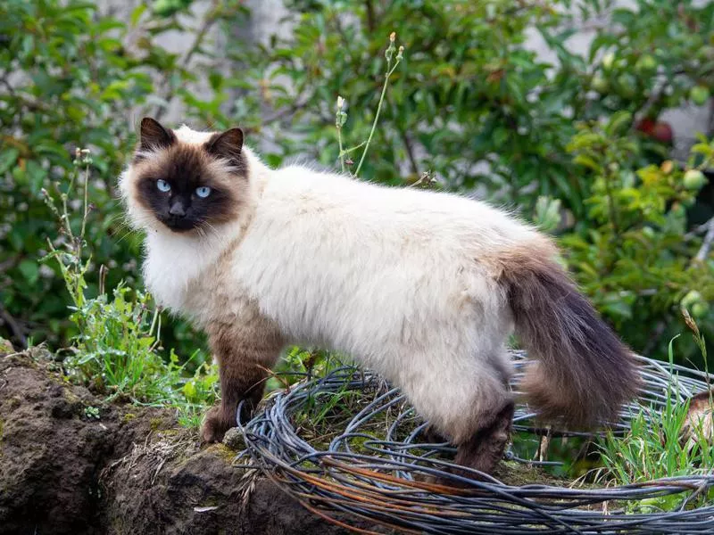 beautiful himalayan siamese cat in the field