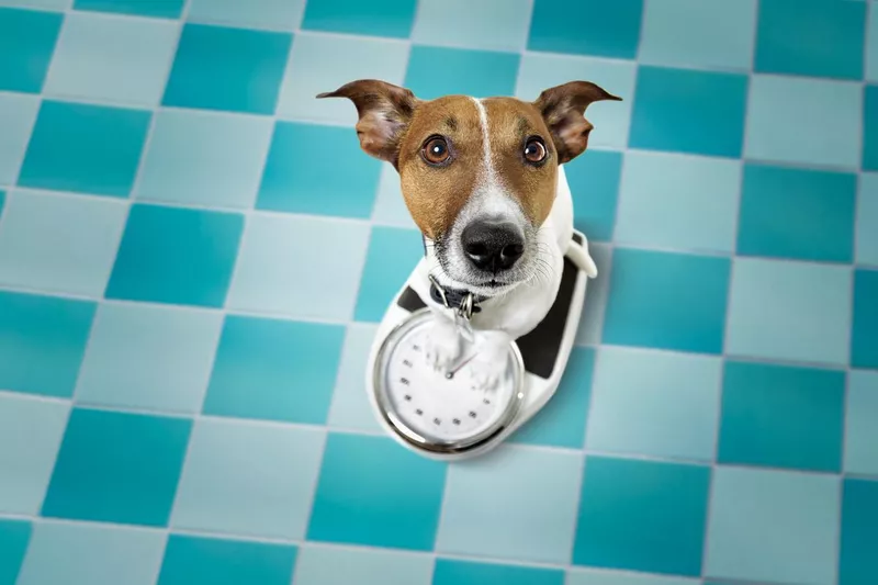 Dog on a scale on a diet