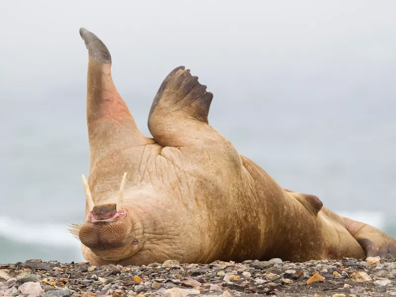 Walrus on beach