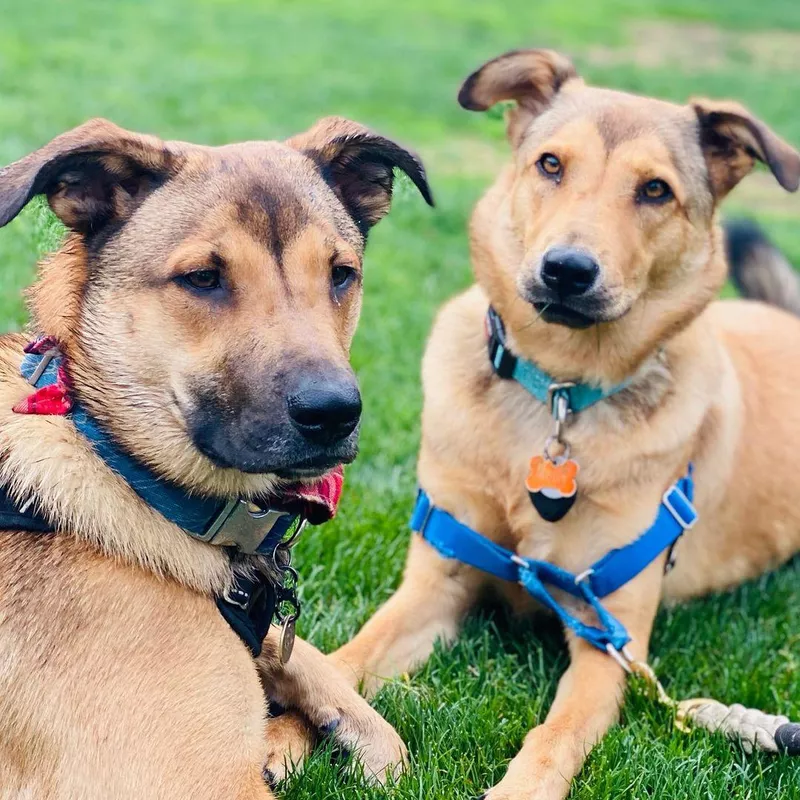 Fun Fact: Australian Cattle Dog Husky Mix