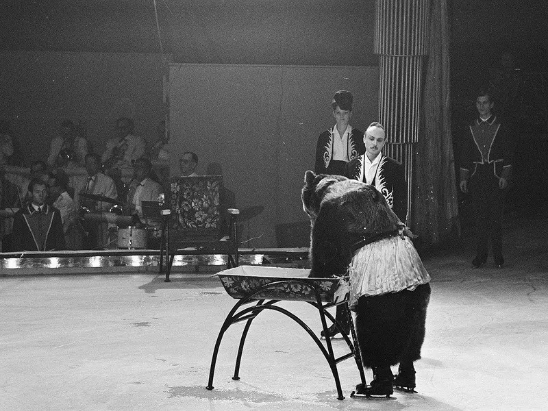 Ice skating bears