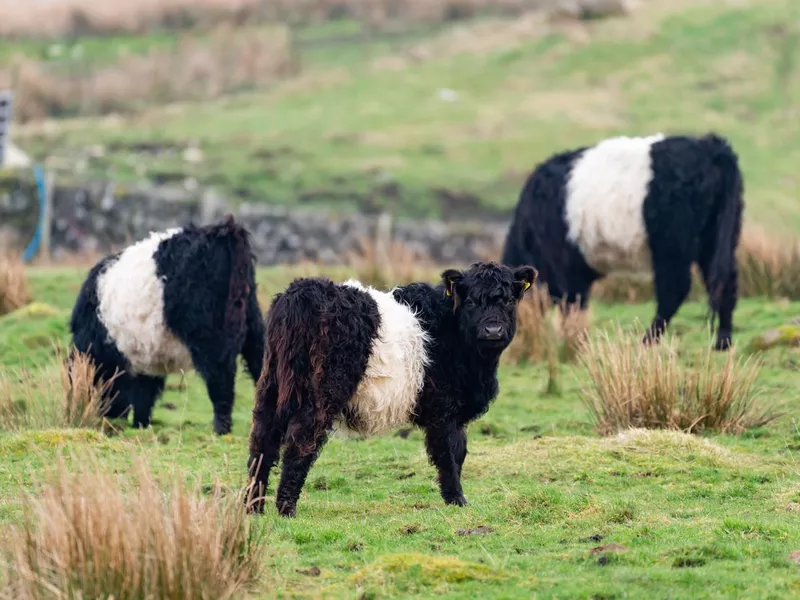 Small group of Belted Galloway Cattle