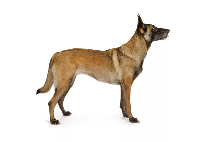 Belgian Malinois