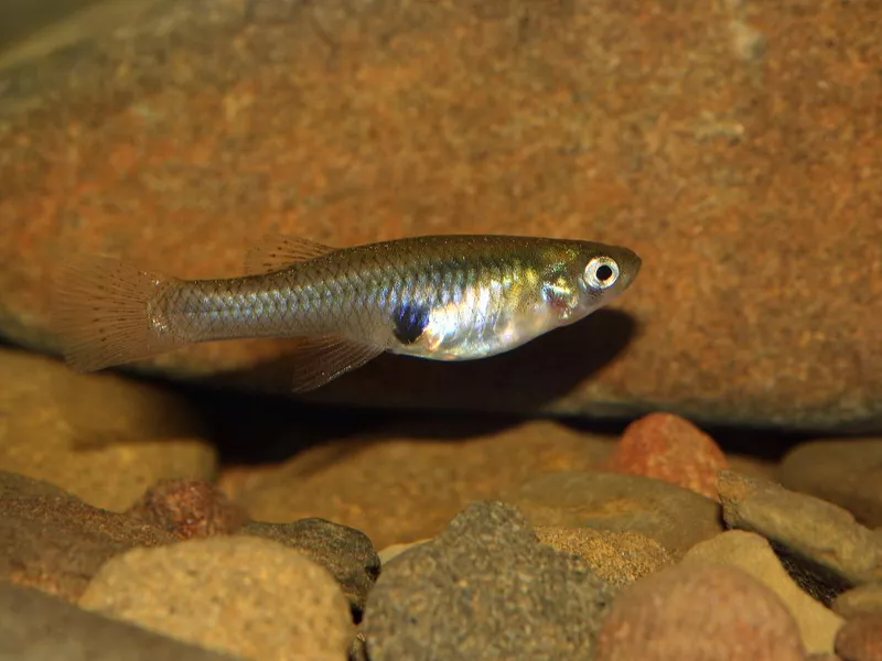 Mosquito Fish