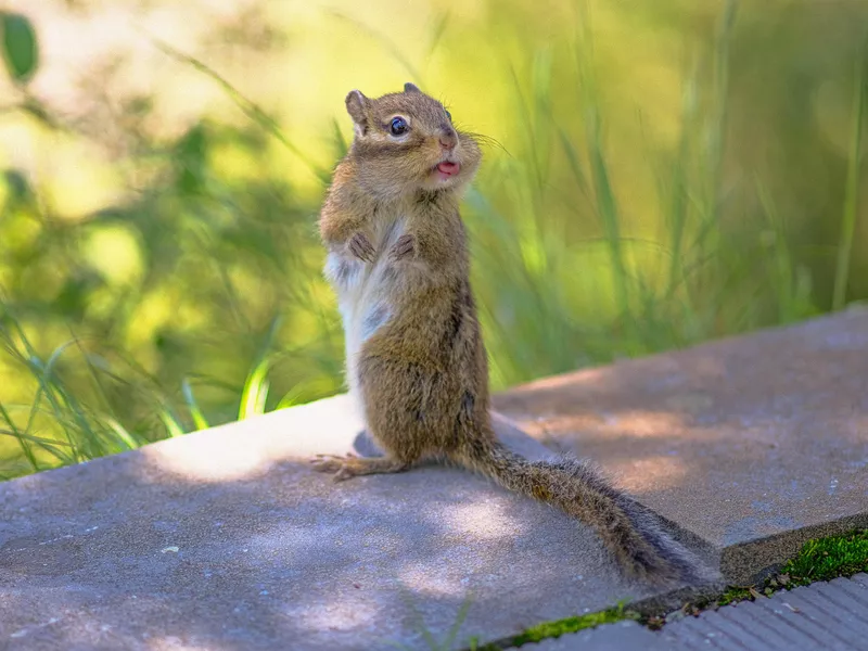 Lisping Squirrel