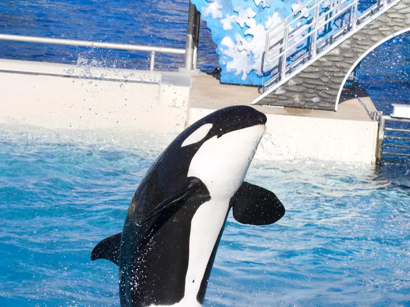 Killer Whale show