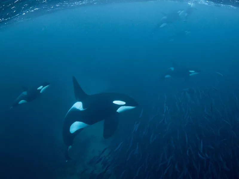 Hunting orcas