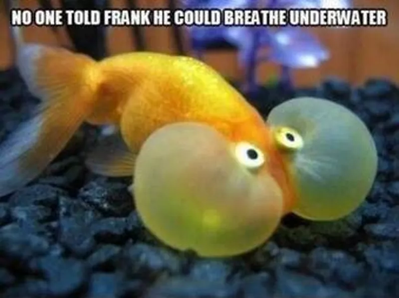 Fish with cheeks meme