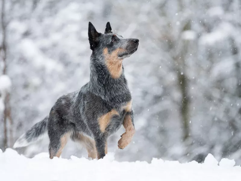 Australian Cattle Dog