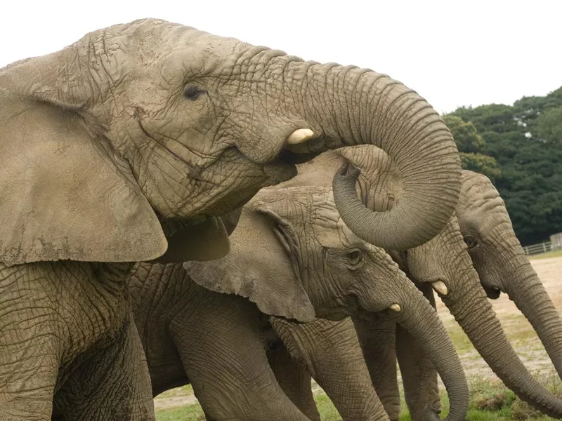 African Elephant