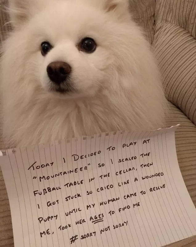 Fluffy white dog