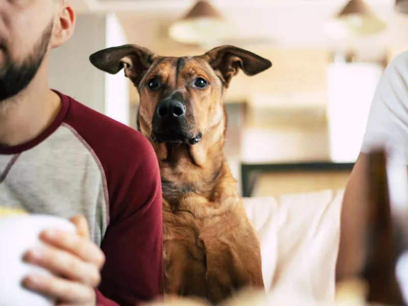 Dog watching TV with two friends on the couch