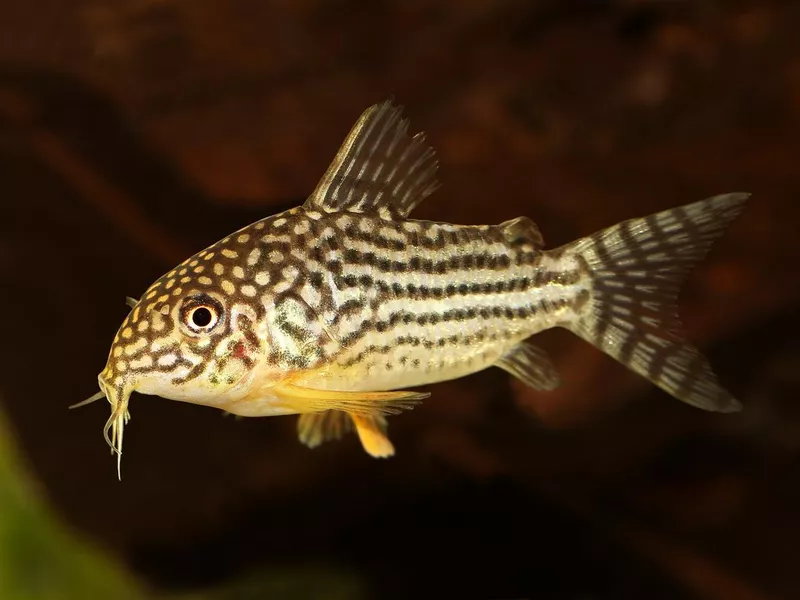 Cory Catfish