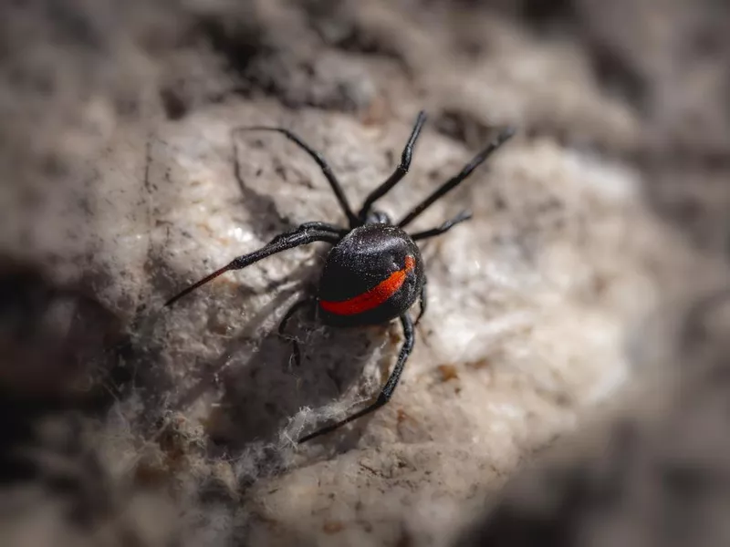Redback Spider (Latrodectus hasselti)