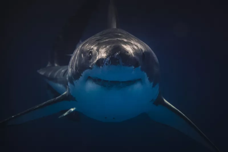 Great white shark facing the camera dead-on