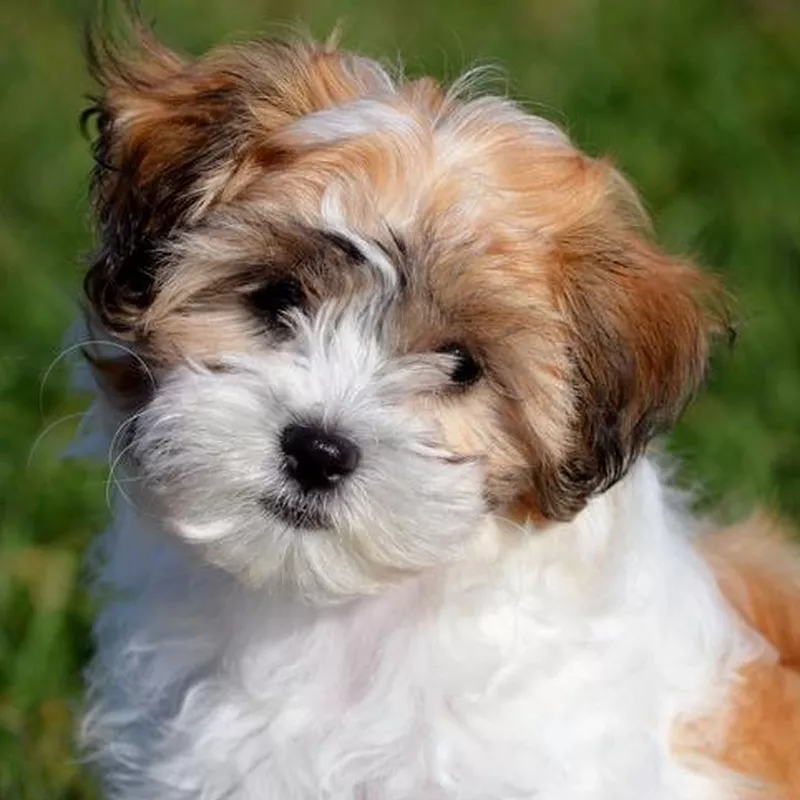 Shih Tzu Portrait