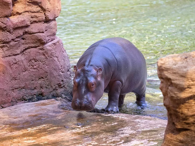 Baby hippopotamus in the water