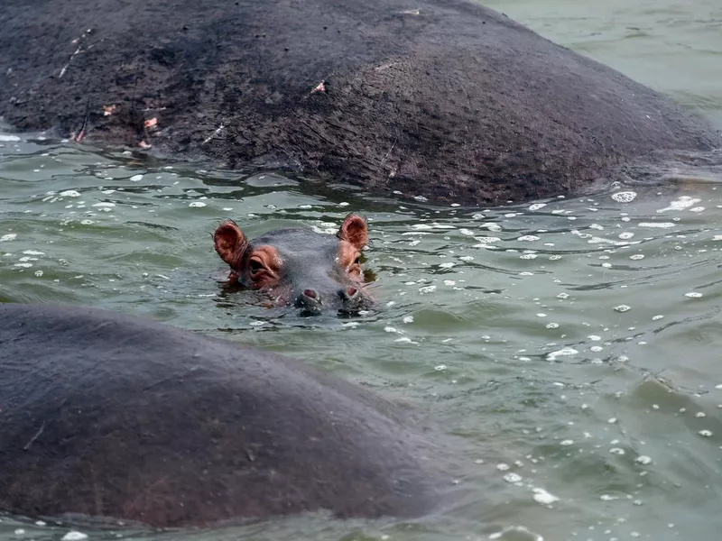 Uganda: Young Hippo peeks out of the Kazinga Channel