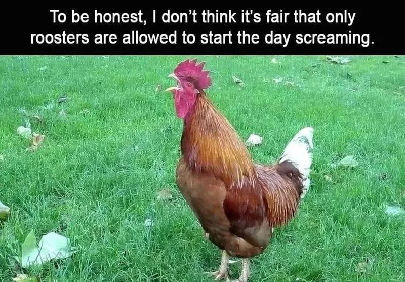 It's not fair that only chickens can wake up screaming