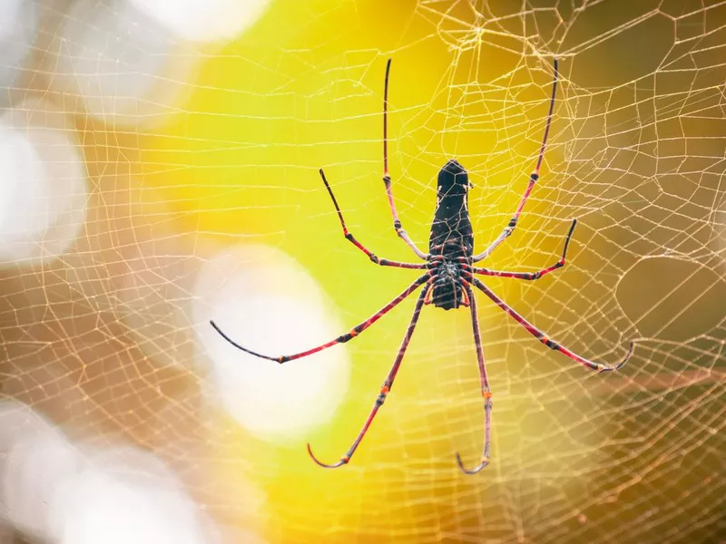 Giant golden orb weaver and its 8 long legs fully stretched in the nets view. waiting for prey like flying insects to entangled in the cobweb.
