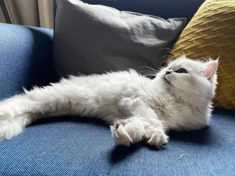 White Persian cat
