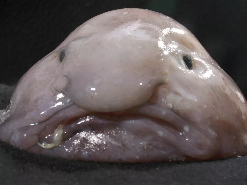 Blobfish