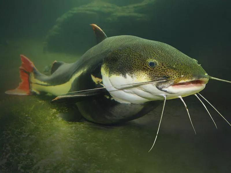 Catfish
