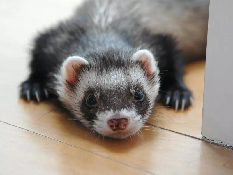 Ferret