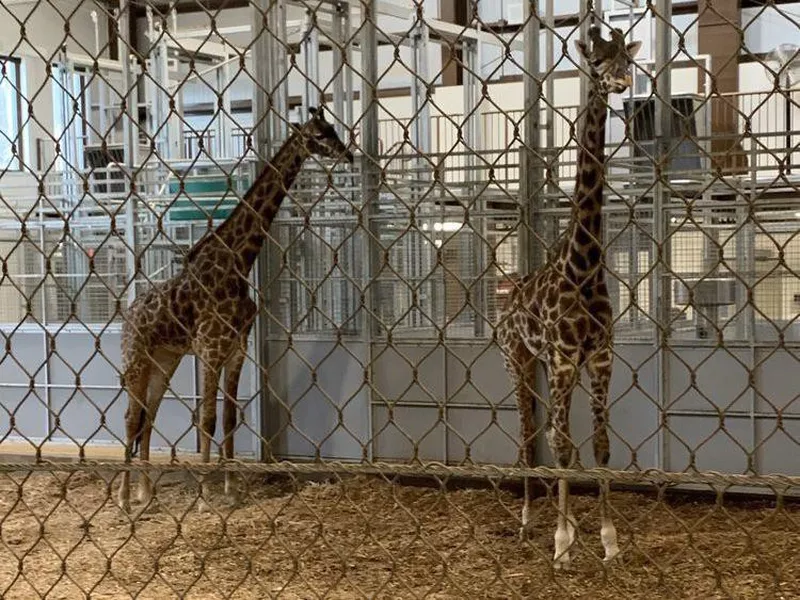 Giraffes at Seneca Park Zoo