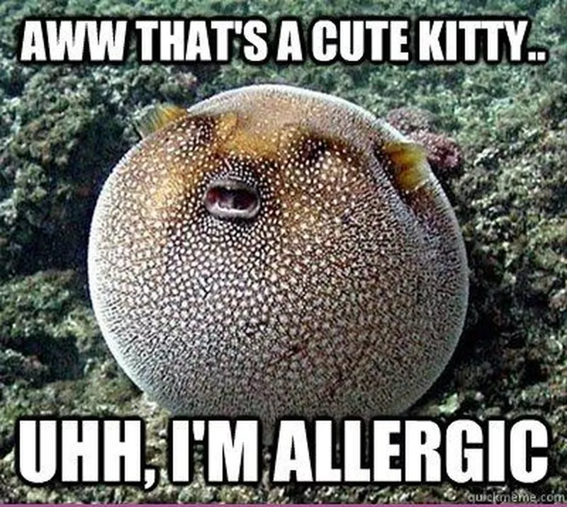 Puffer fish cat meme