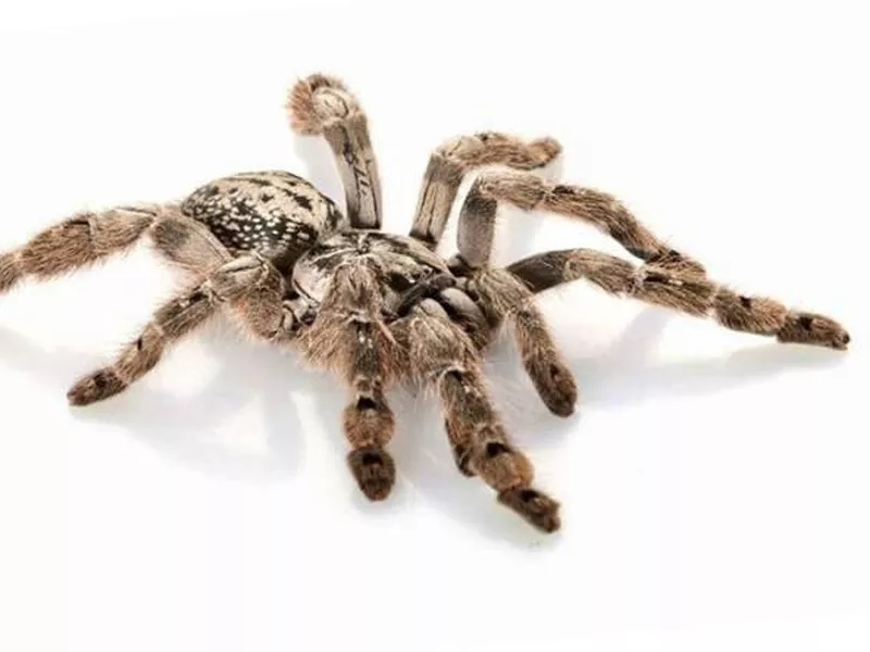 Fringed Ornamental Tarantula