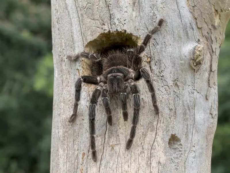 Goliath Birdeater Tarantula