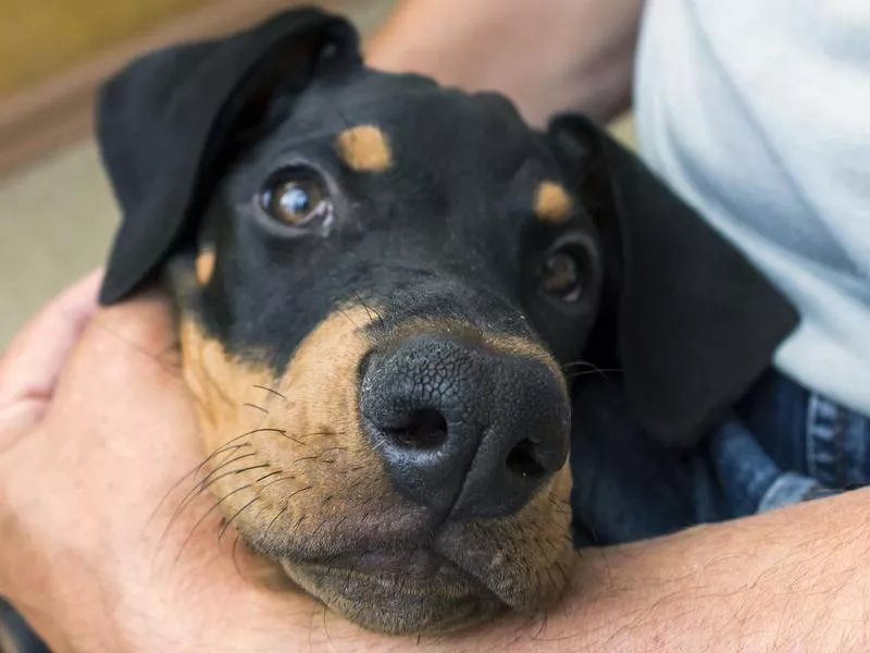 Doberman pinscher dog