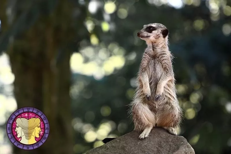 Meerkat