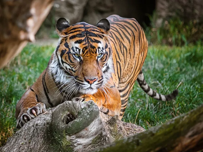 Malayan Tiger