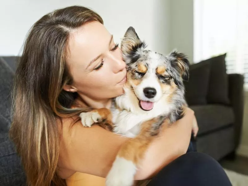 Australian shepherd cuddling