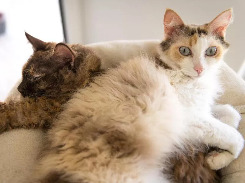 Two LaPerm cats cuddling