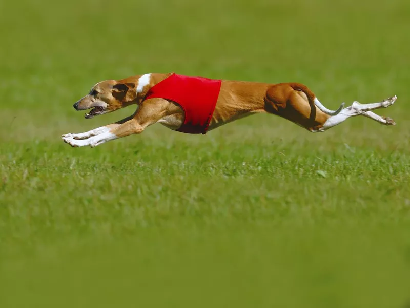 Lure Coursing