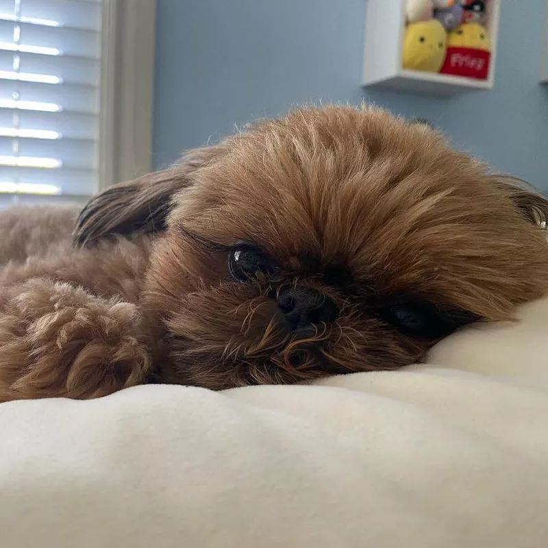 Snuggly Shih Tzu
