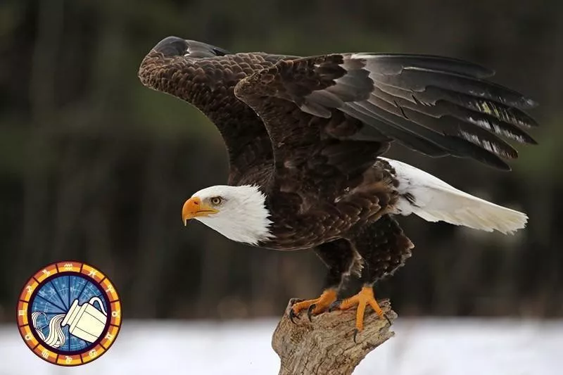 Eagle