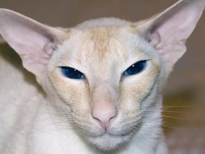 Cream Point Colorpoint Shorthair Cat