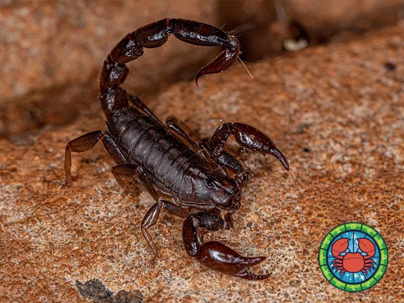 Scorpion
