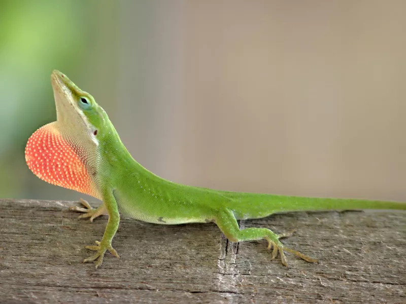 Anole on wood