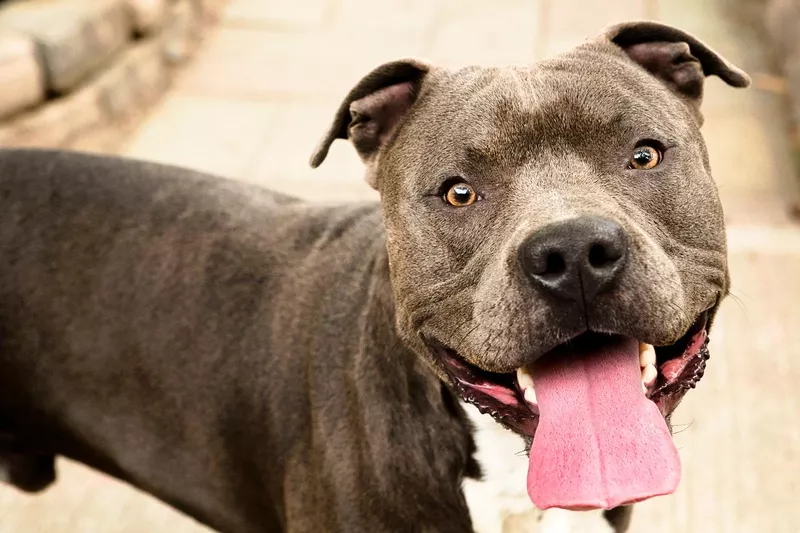 Pit bull with friendly smile