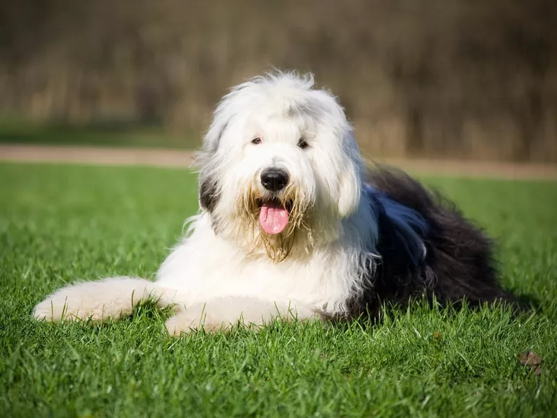 Old English Sheepdog